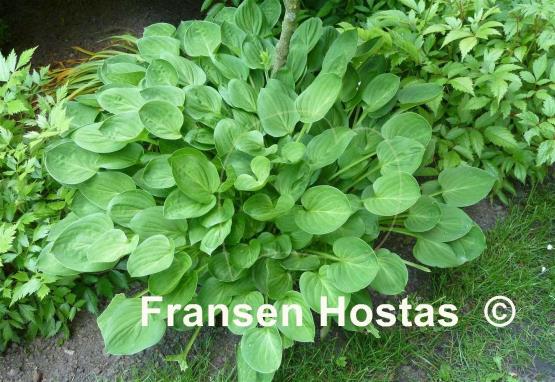Hosta Teaspoon