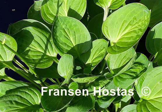 Hosta Teaspoon