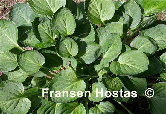 Hosta Teaspoon