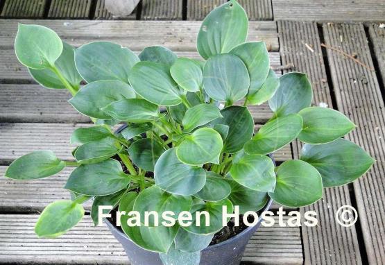 Hosta Teaspoon