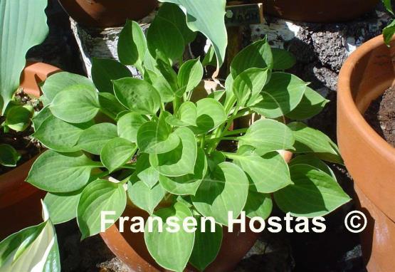 Hosta Teaspoon