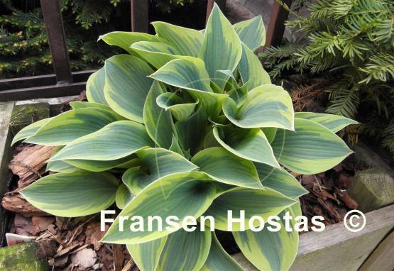 Hosta Teatime