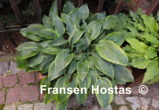 Hosta Teatime