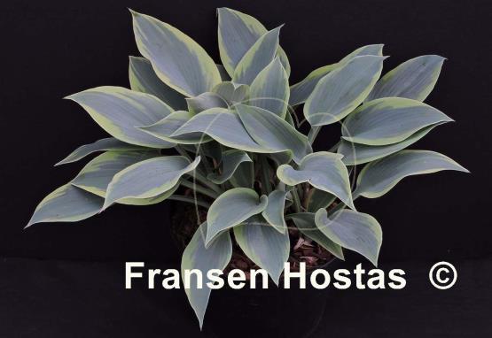 Hosta Teatime