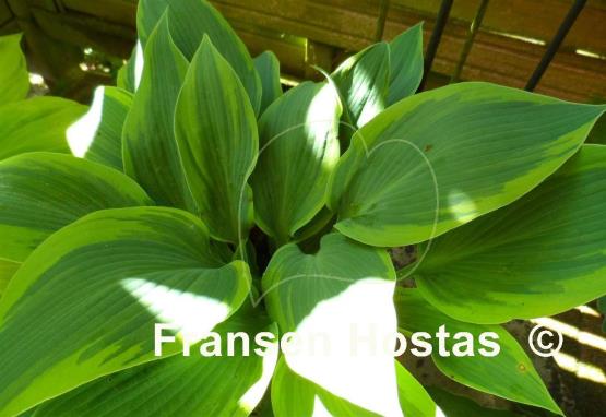 Hosta Teatime
