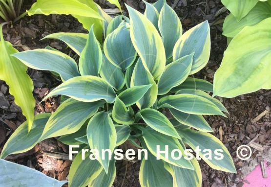 Hosta Teatime