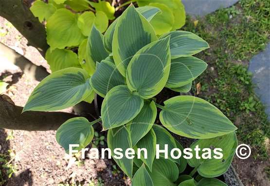 Hosta Teatime