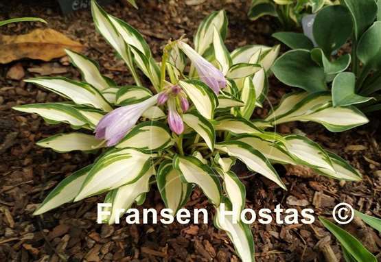 Hosta Teeny-weeny Bikini