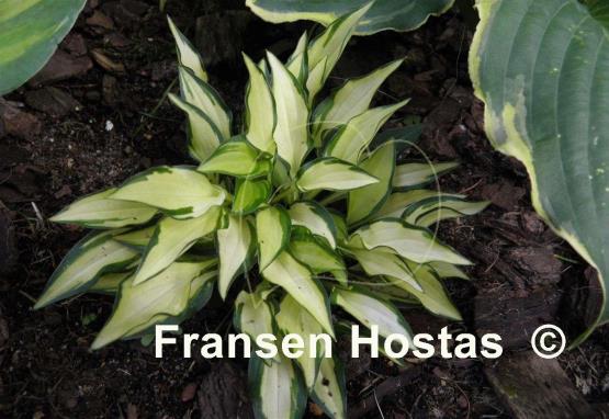 Hosta Teeny-weeny Bikini