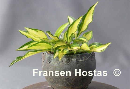 Hosta Teeny-weeny Bikini