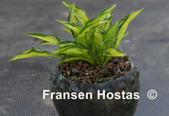 Hosta Teeny-weeny Bikini