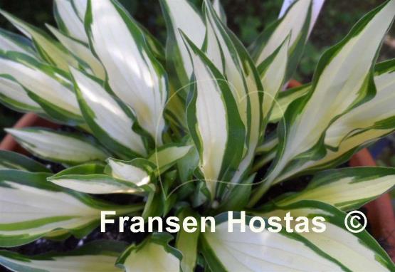 Hosta Teeny-weeny Bikini