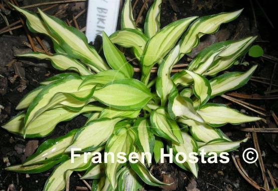 Hosta Teeny-weeny Bikini