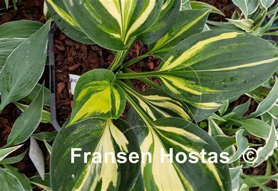 Hosta Teltow Gay Honey Moon