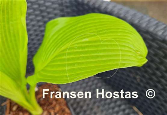 Hosta Teltow Lemon Fountain