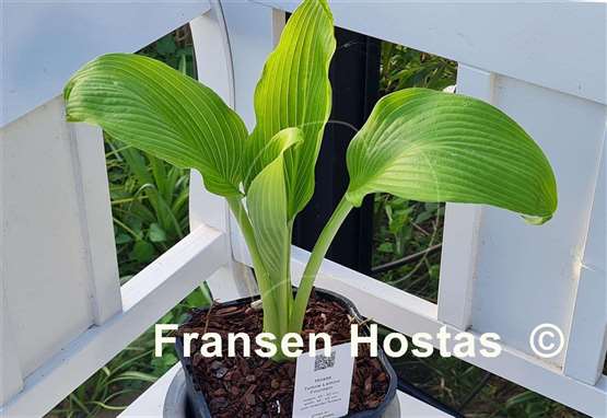 Hosta Teltow Lemon Fountain