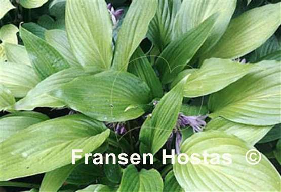 Hosta Teltow Olive Kentia