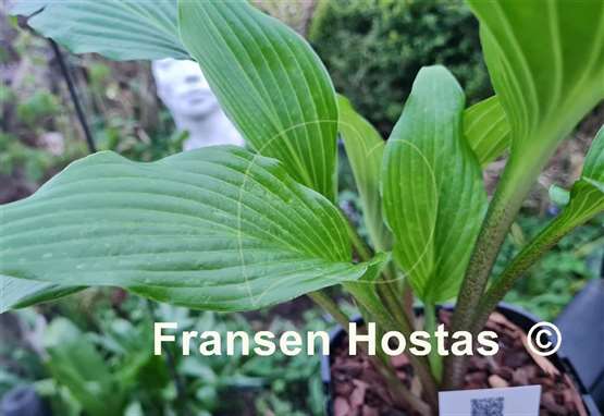 Hosta Teltow Olive Kentia