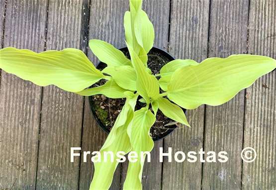 Hosta Teltow Yellow Explosion
