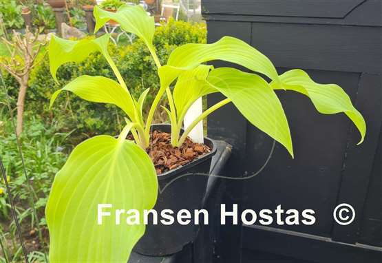 Hosta Teltow Yellow Explosion