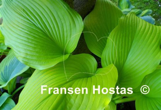 Hosta Templar Gold