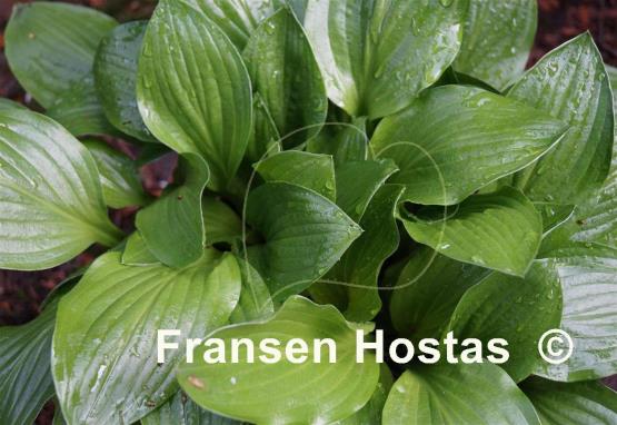 Hosta Temple Bells