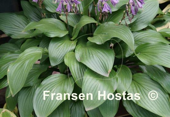 Hosta Temple Bells