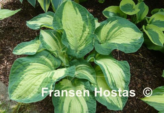 Hosta Temptation