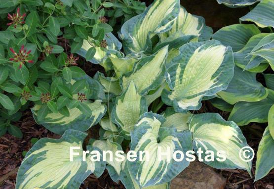 Hosta Temptation