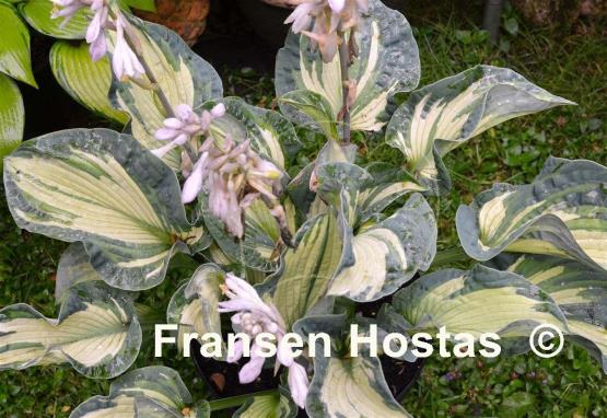 Hosta Temptation