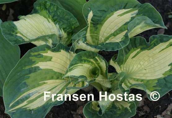 Hosta Temptation