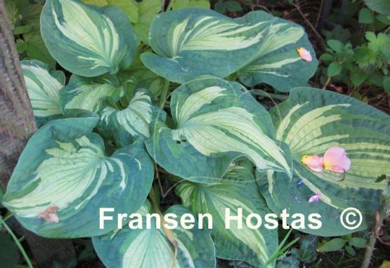 Hosta Temptation