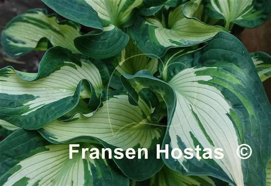 Hosta Temptation