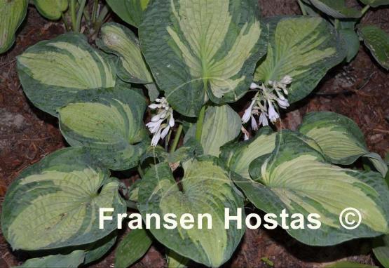 Hosta Temptation