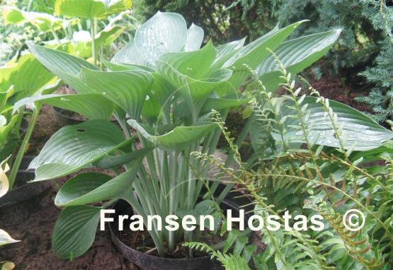 Hosta Tenryu