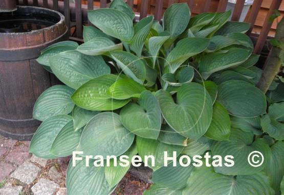 Hosta Tenryu