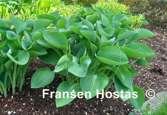 Hosta Tenryu