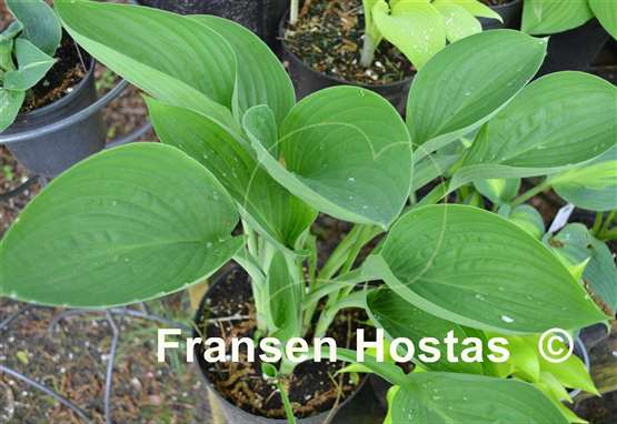 Hosta Tenryu
