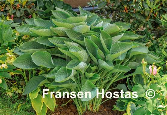 Hosta Tenryu