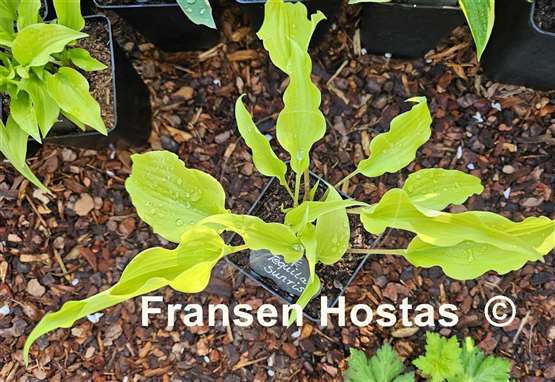 Hosta Tequila Sunrise