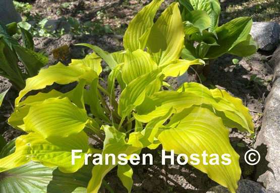 Hosta Tequila Sunrise