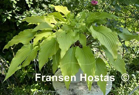 Hosta Tequila Sunrise