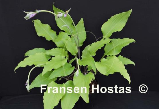 Hosta Tequila Sunrise