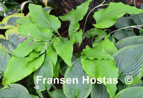 Hosta Tequila Sunrise