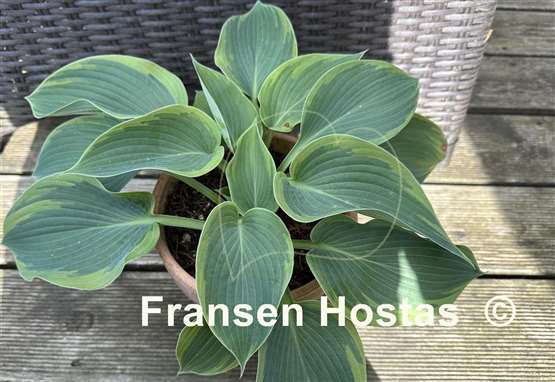 Hosta Terms of Endearment