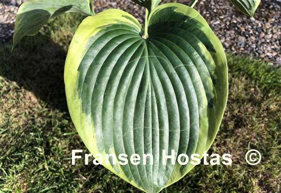 Hosta Terms of Endearment
