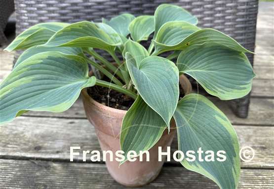 Hosta Terms of Endearment