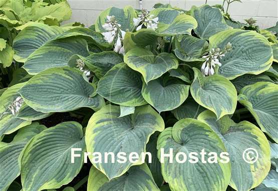 Hosta Terms of Endearment