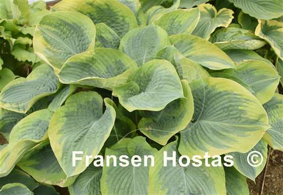 Hosta Terms of Endearment