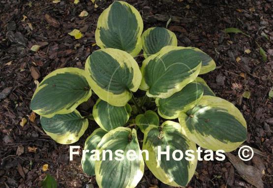 Hosta Terry